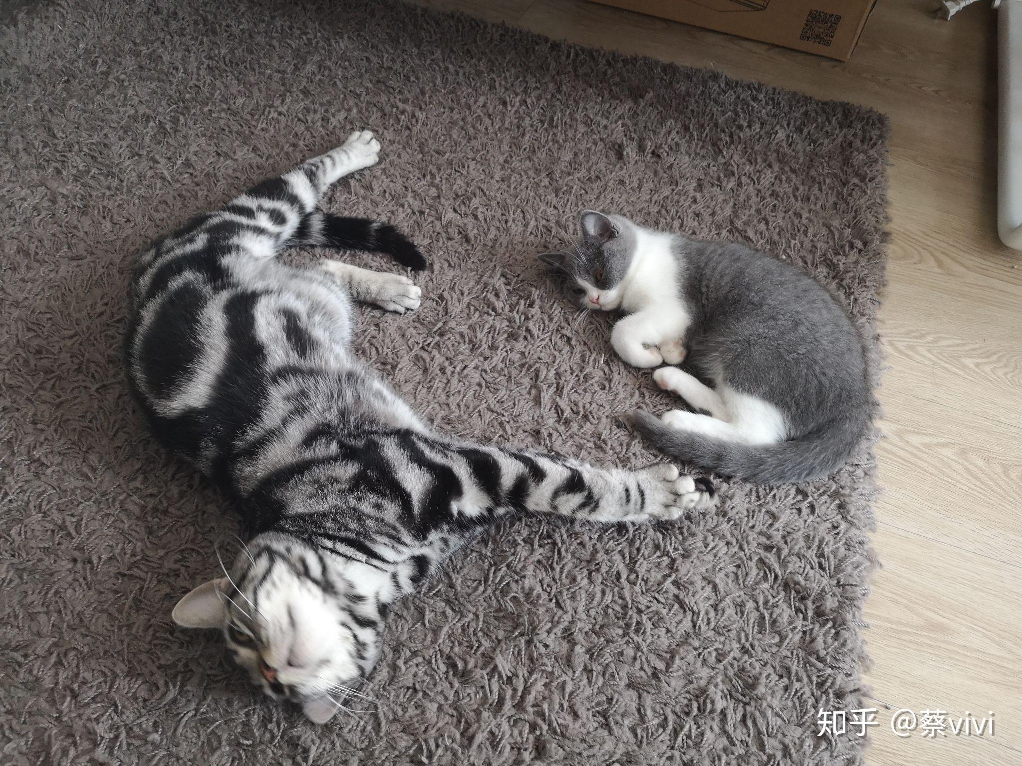 一只公虎斑美短和一只母英短乳白凯米尔色配会生出什么样的小猫咪呢