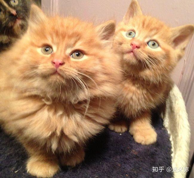 橘猫和布偶猫杂交品种图片