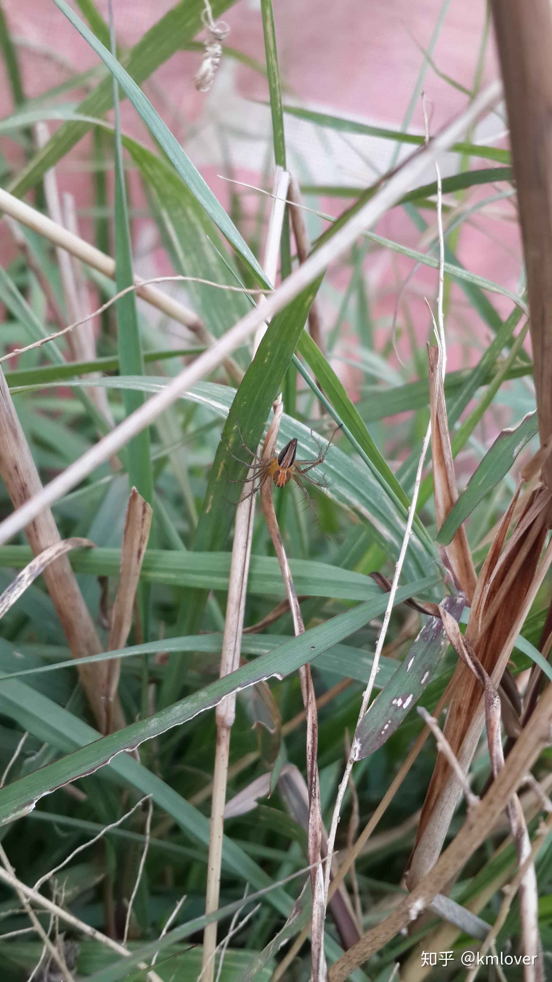 这是什么蜘蛛?叫什么名字?