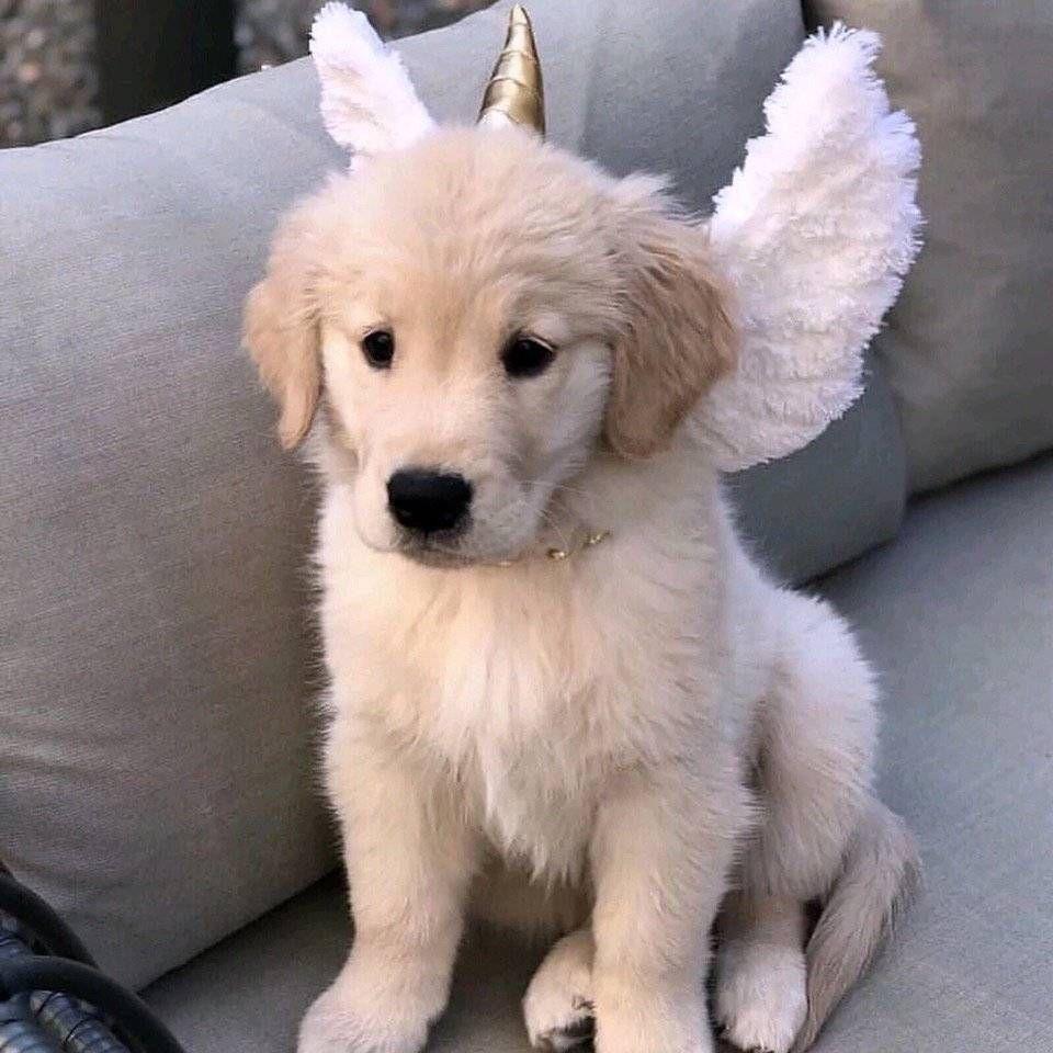 2020年,你准备换怎样的微信头像?