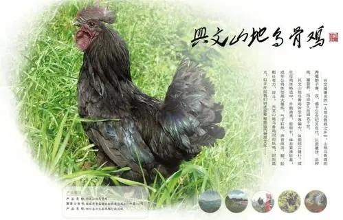 珍品!乌鸡养生,兴文乌骨鸡乃其中佼佼者! - 知乎