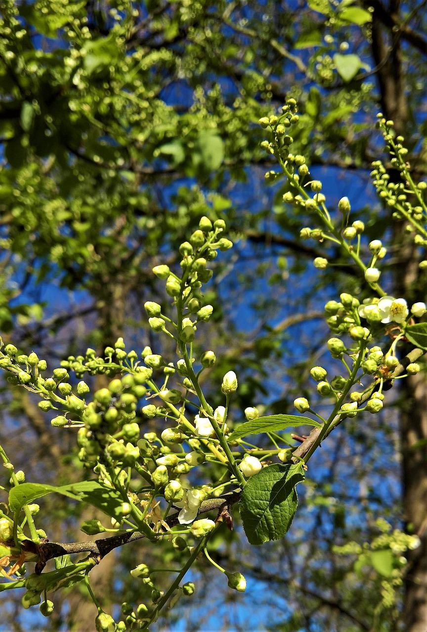 4. 梅叶冬春常绿