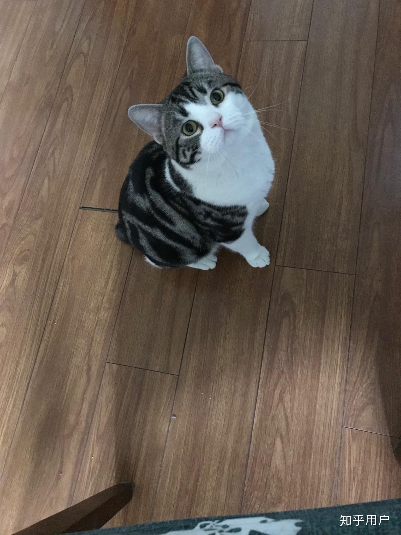 美短尾巴特别粗会不会有什么病啊? - 知乎