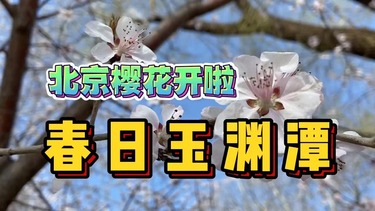 北京玉渊潭的樱花开啦周末公园里人山人海10元钱就能看遍美景