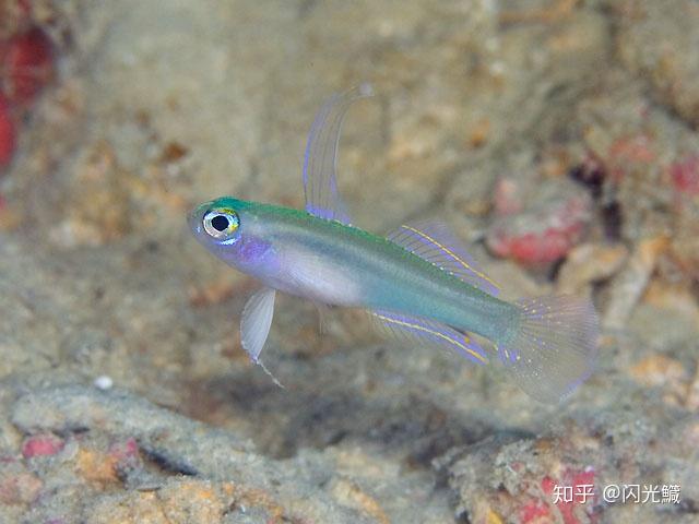 世界上最小的鱼是什么? - 知乎