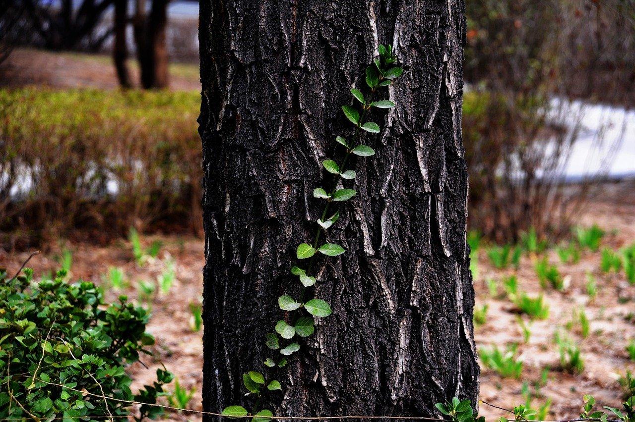 4. 树干加固策略