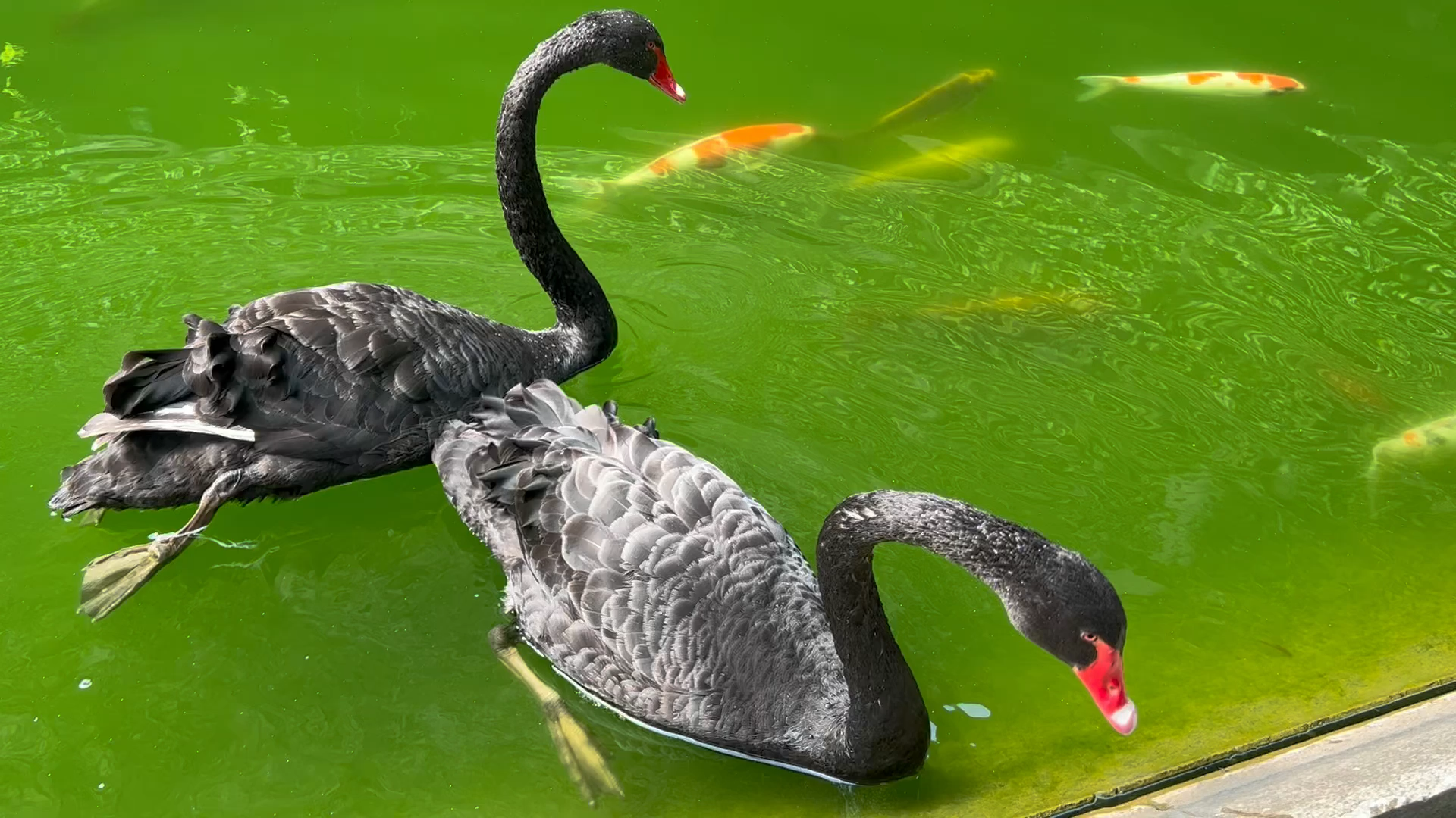 天津大学的黑天鹅