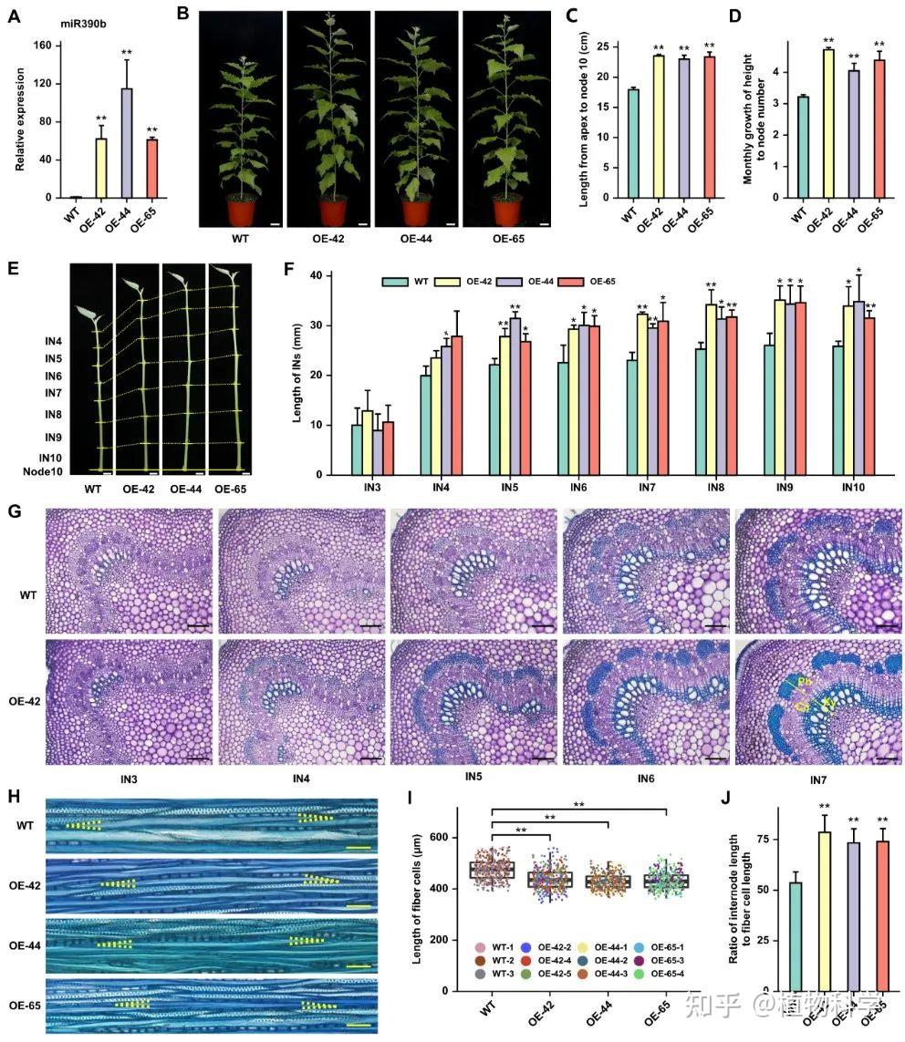 华中农大植物维管生物学课题组揭示miR390b促进杨树高生长机制 - 知乎