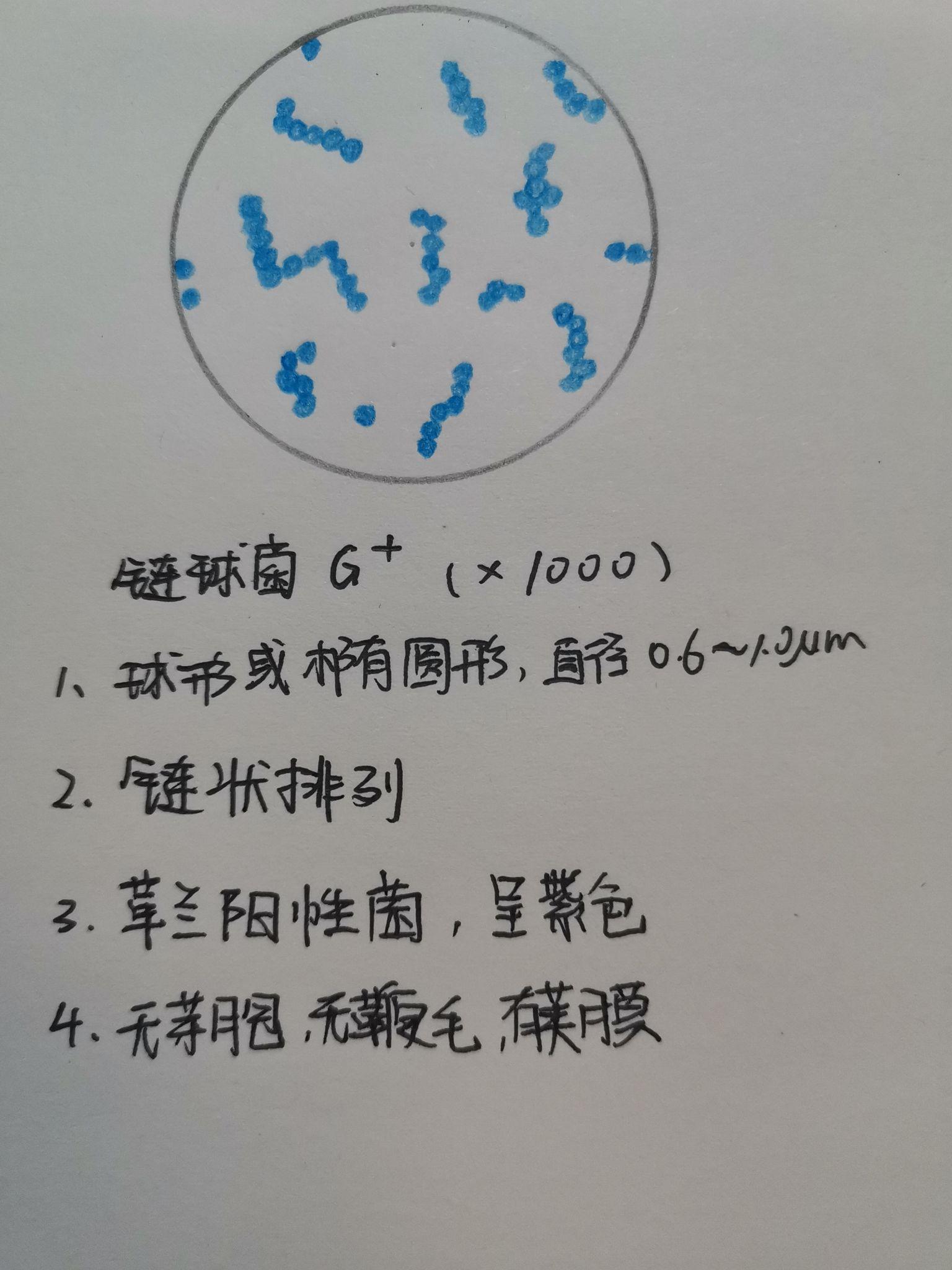 有葡萄球菌,结核杆菌,大肠杆菌,蜡样芽孢杆菌,炭疽杆菌的红蓝铅笔手绘