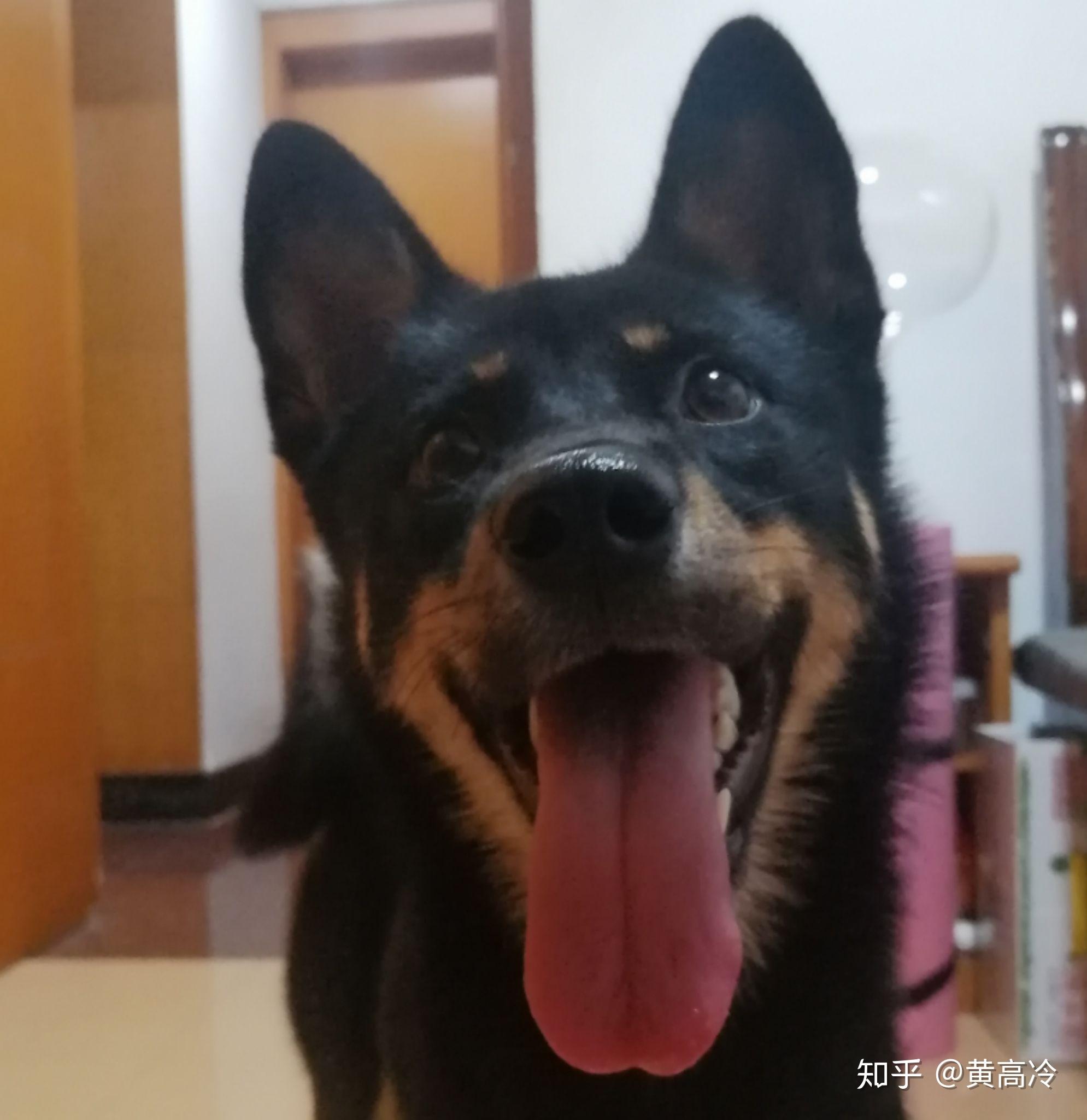 如何挑选四眼铁包金铁包银田园犬