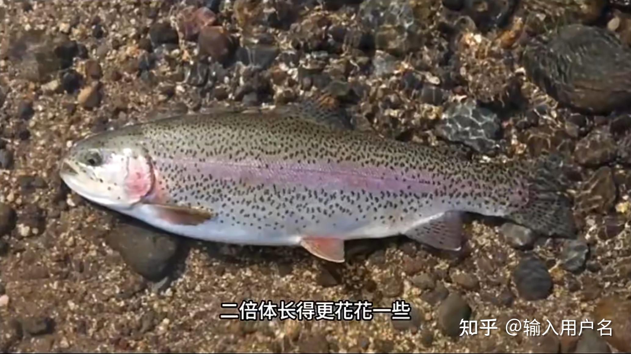 请问如何确定买到的三文鱼是大西洋鲑?而不是虹鳟鱼呢? - 知乎