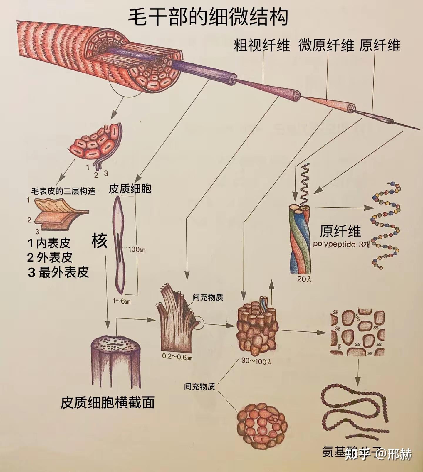 毛发的构造 - 知乎