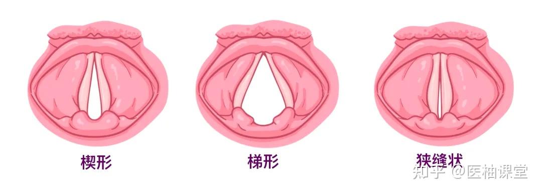 人体解剖学基础:喉和气管 - 知乎