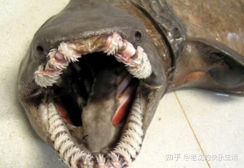 日本核废水排放后以后会不会出现生物变异怪物? - 知乎