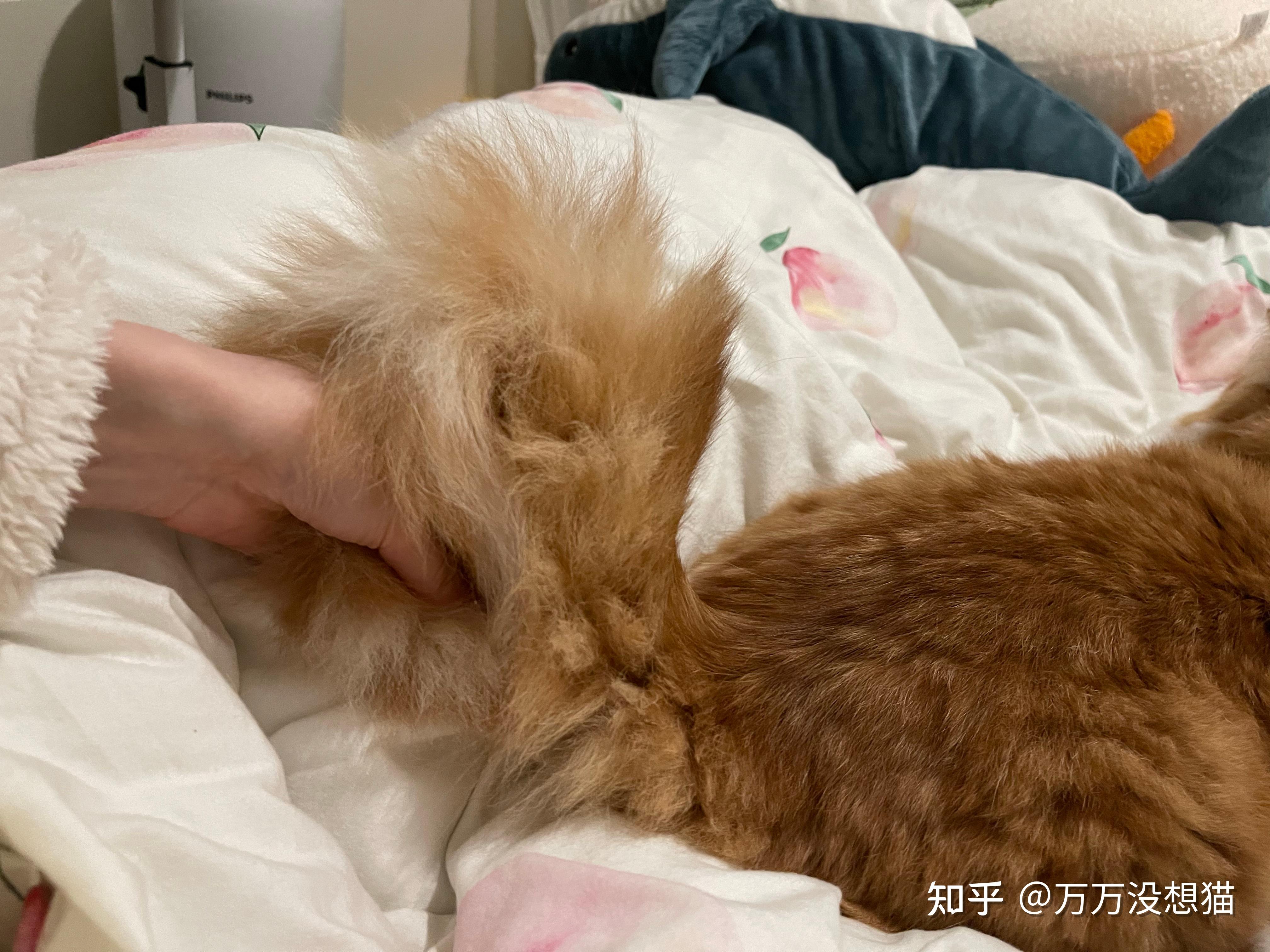 猫的尾巴能弯曲成爱心的形状吗?