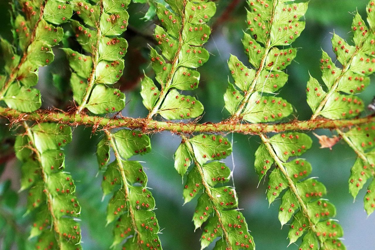 4. 叶片繁殖成功率