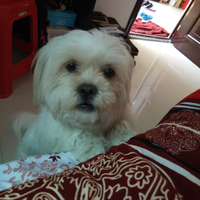 Zhihu profile picture for @indexing