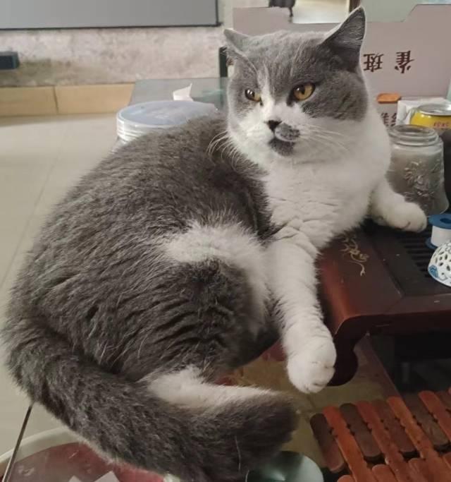 广东省佛山市三水区有偿寻猫英短蓝白