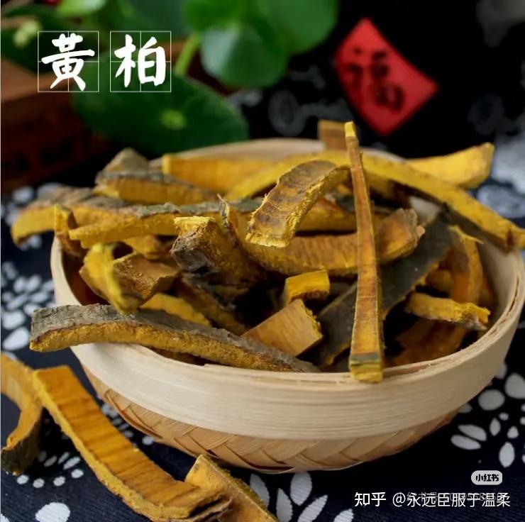 本草新编——黄柏 - 知乎