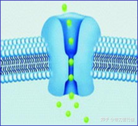 离子通道——钙离子通道 - 知乎