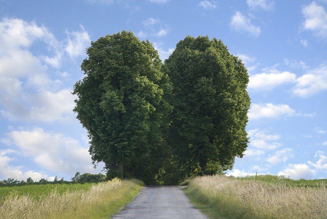 107杨树苗有什么特点