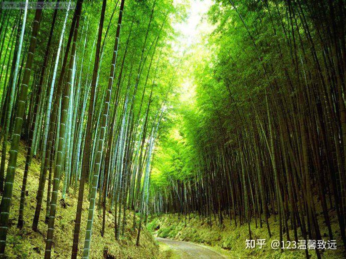 一至六年级诗七十五首之七十一《竹石》清·郑燮 - 知乎