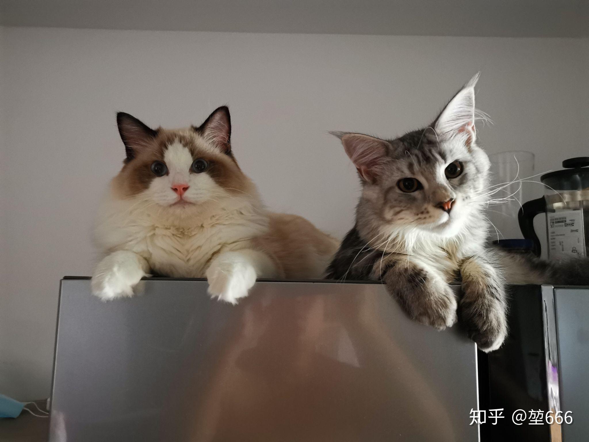 缅因猫和布偶猫哪个可爱? - 知乎