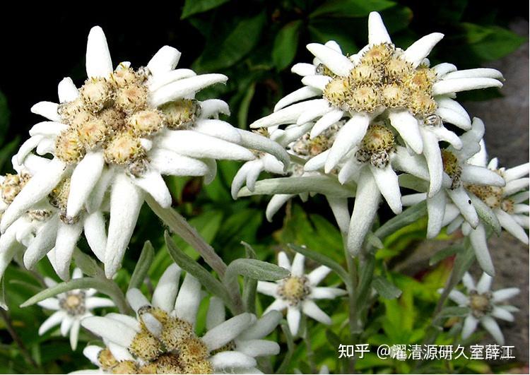 【成分大揭秘】永生之花高山火绒草提取物 - 知乎