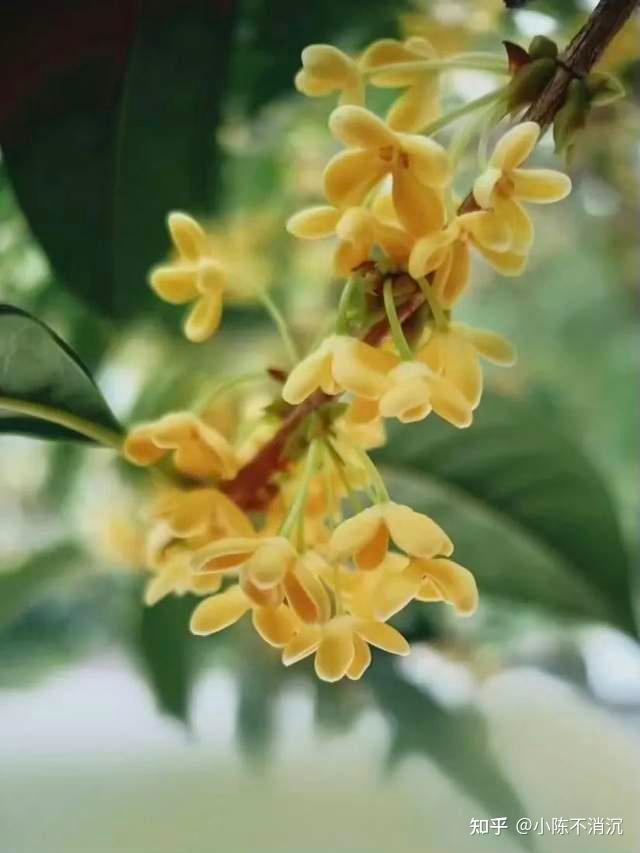关于桂花的文案|秋风起,满城尽是桂花香 - 知乎