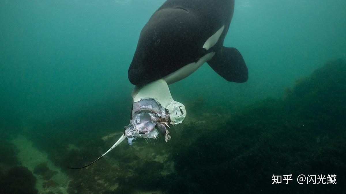 虎鲸为什么只吃灰鲸的舌头