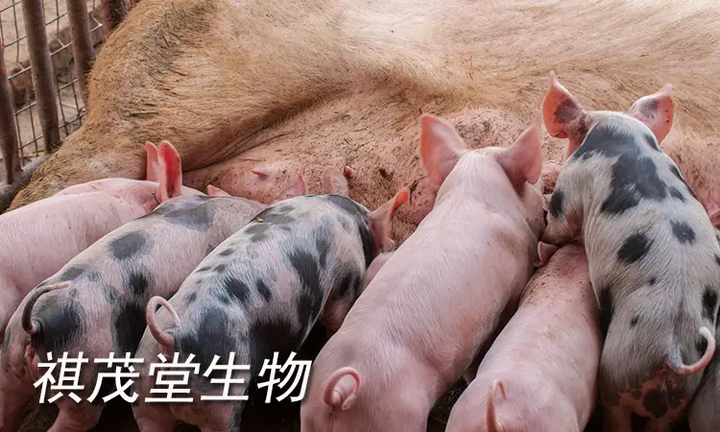 猪瘟、猪丹毒、猪肺疫的症状区别和防治方法用什么药有效果? - 知乎