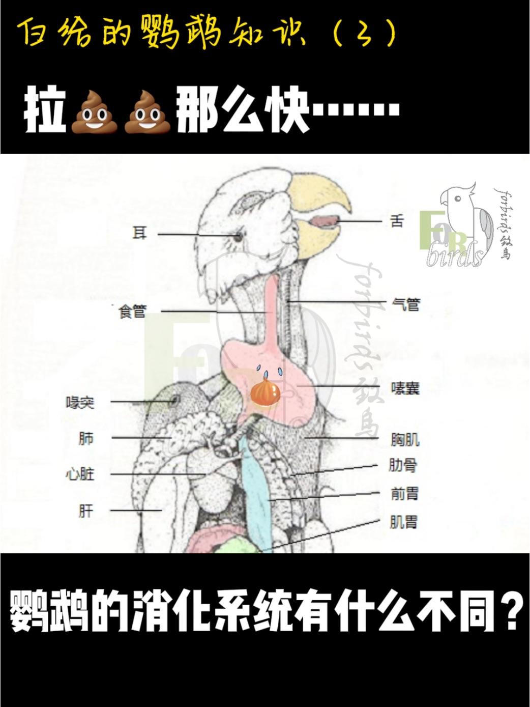 鹦鹉的结构3消化系统