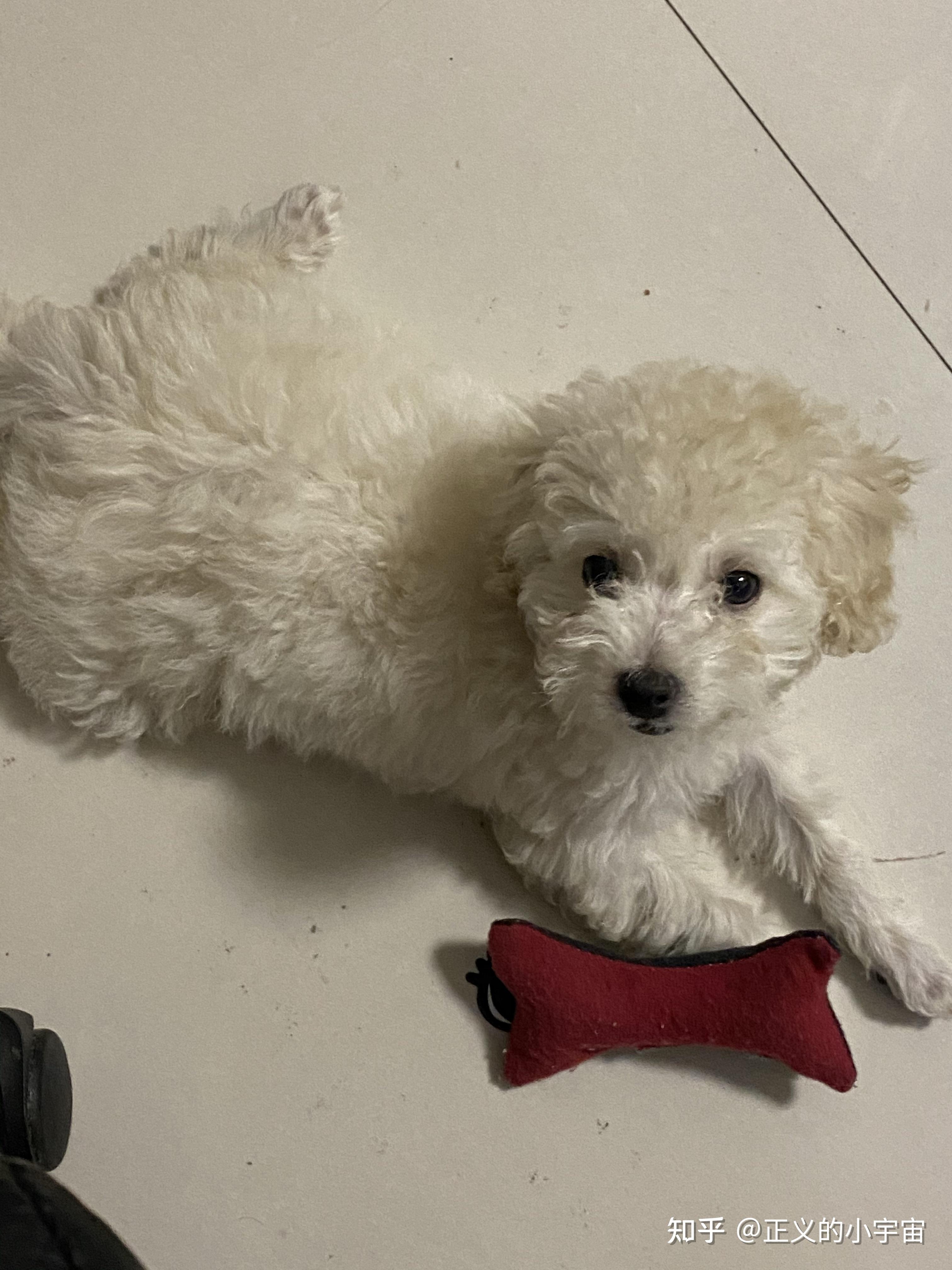 白色比熊跟棕色泰迪会串出什么样的狗? - 知乎