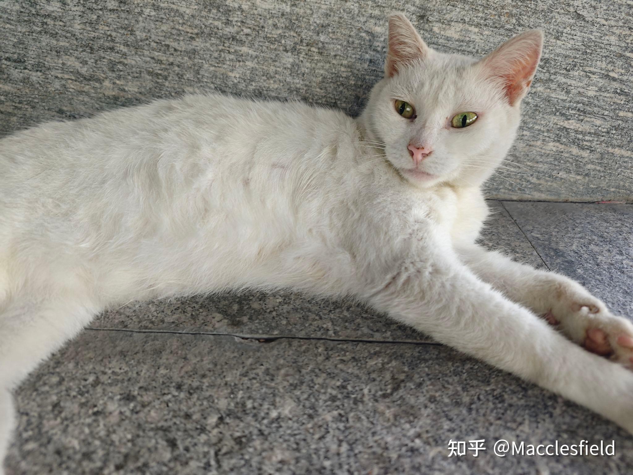 如何评价白猫白色的中华田园猫的颜值与气质