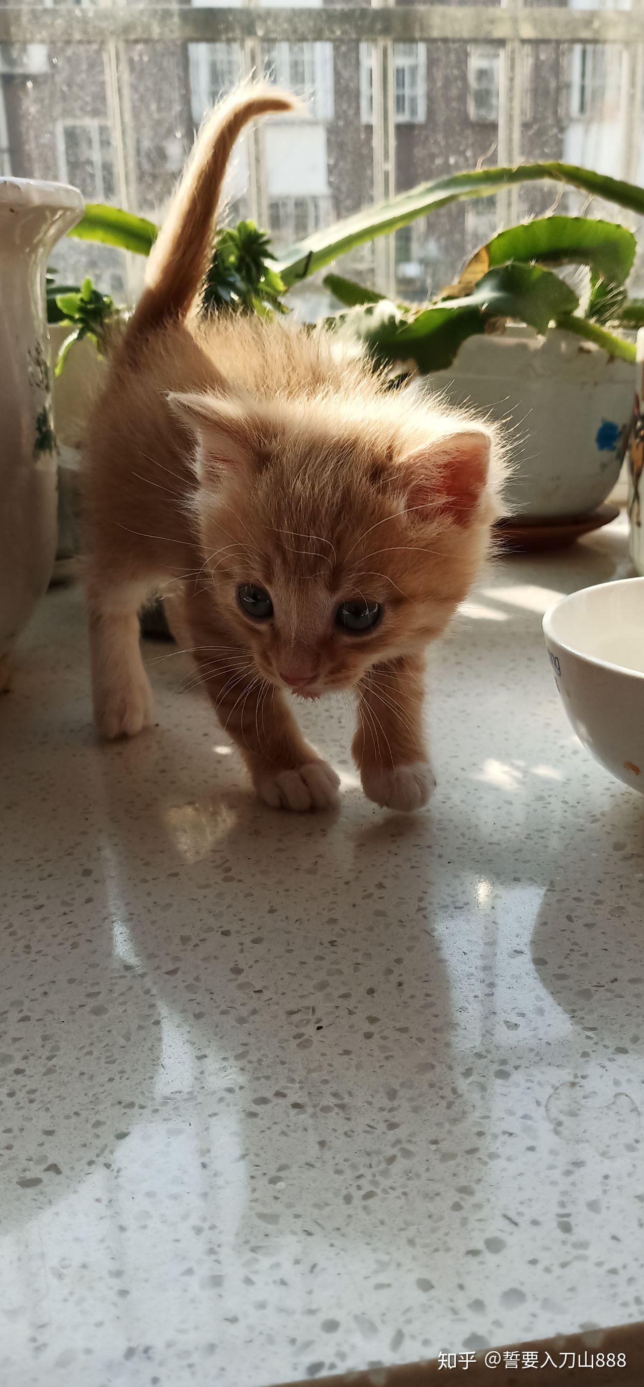 一个月大的小橘猫该怎么养?