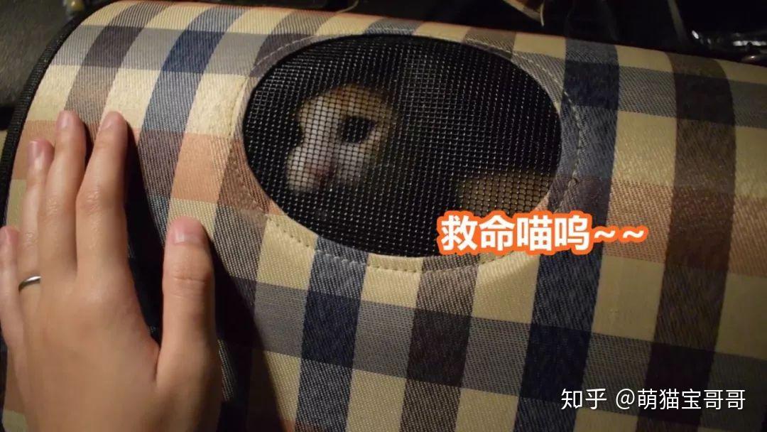 带橘猫去打针，全程惨叫连连，医生：堵上它的嘴！ - 知乎