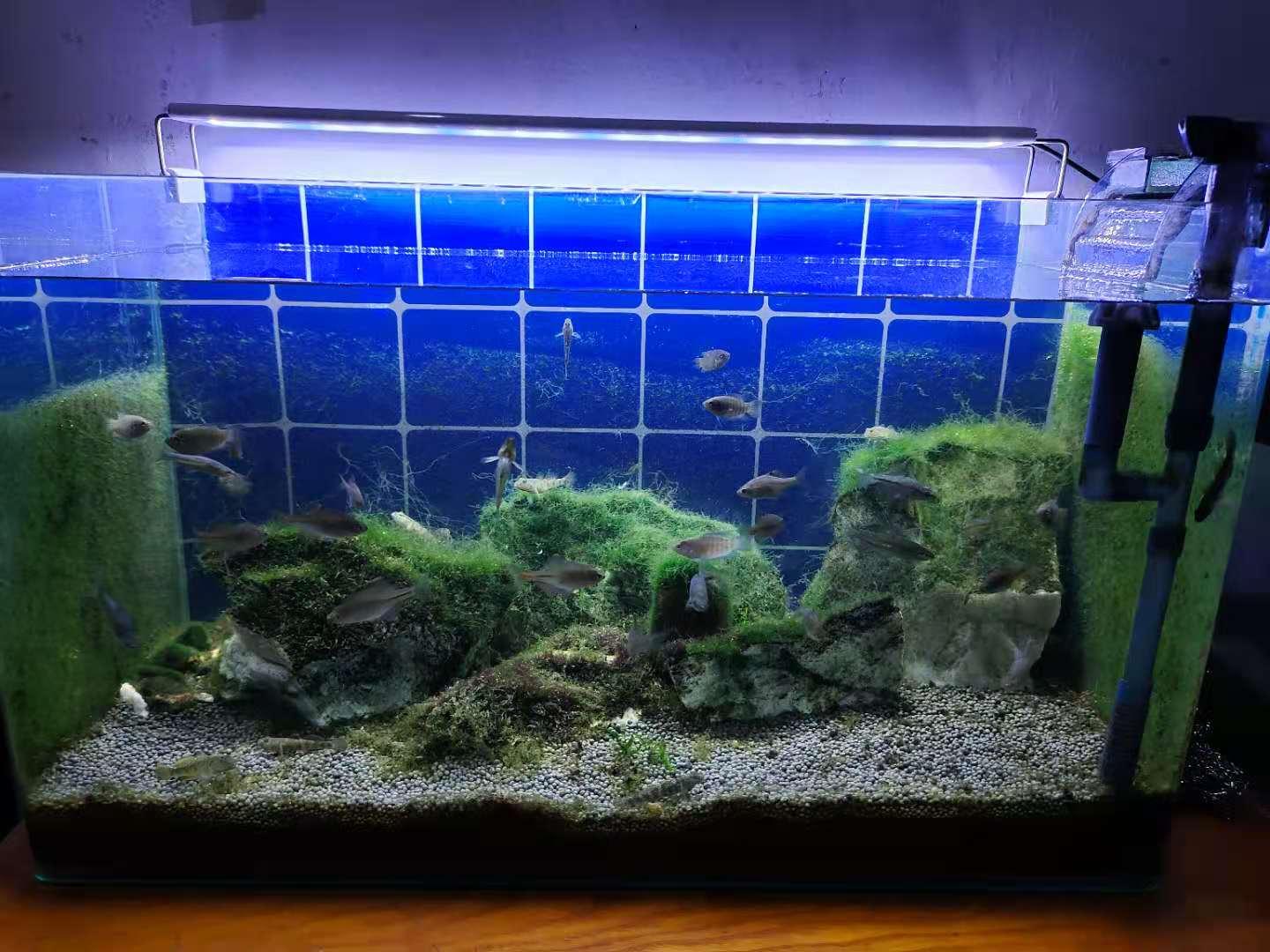 千万别羡慕他人鱼缸青苔 绿藻多漂亮 没有那个时间精力根本不行 知乎 千万别羡慕他人鱼缸青苔 绿藻多漂亮 没有那个时间精力根本不行 知乎