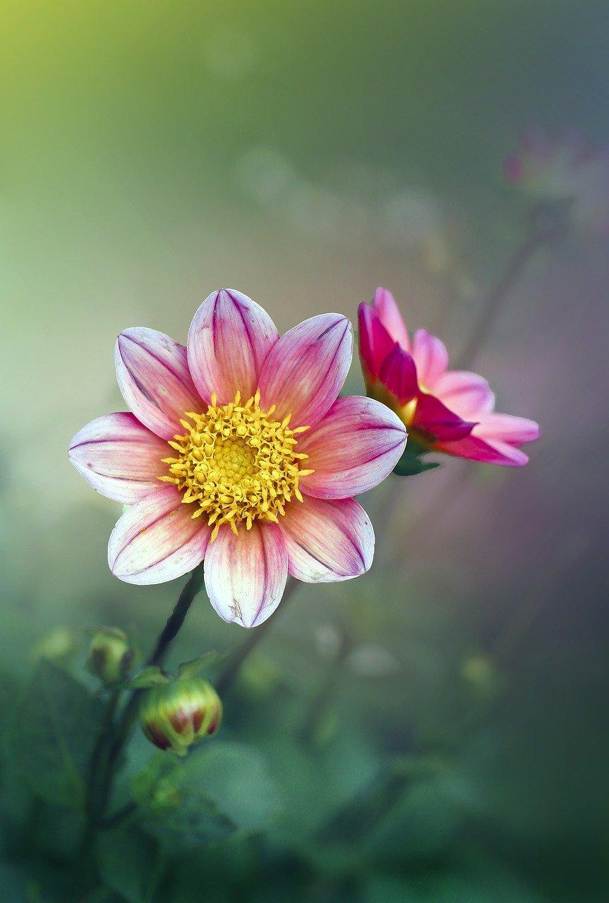 小红小丽欢笑间