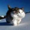 奔跑的肥猫
