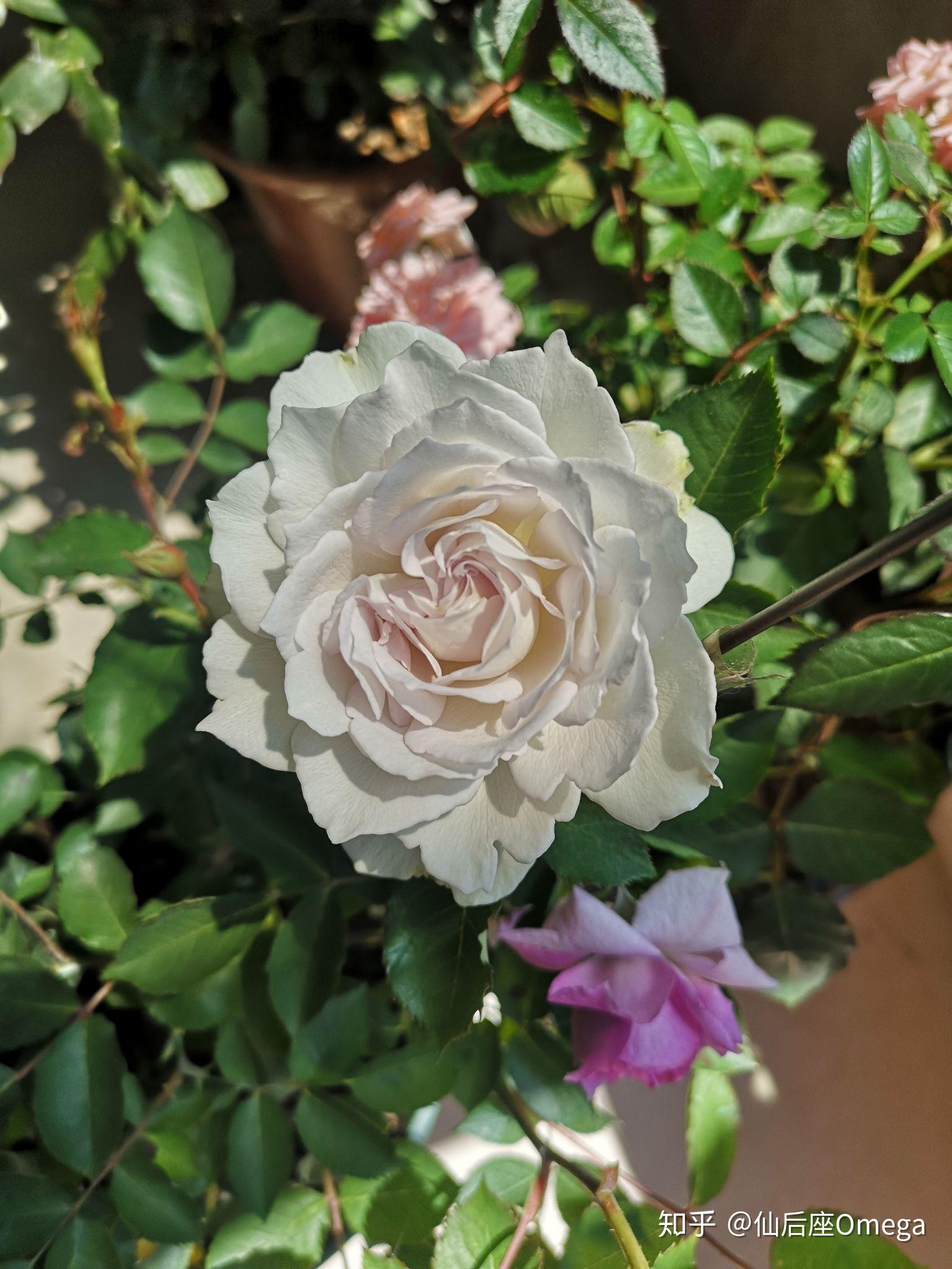 加百列月季花的种植方法和注意事项有哪些? - 知乎