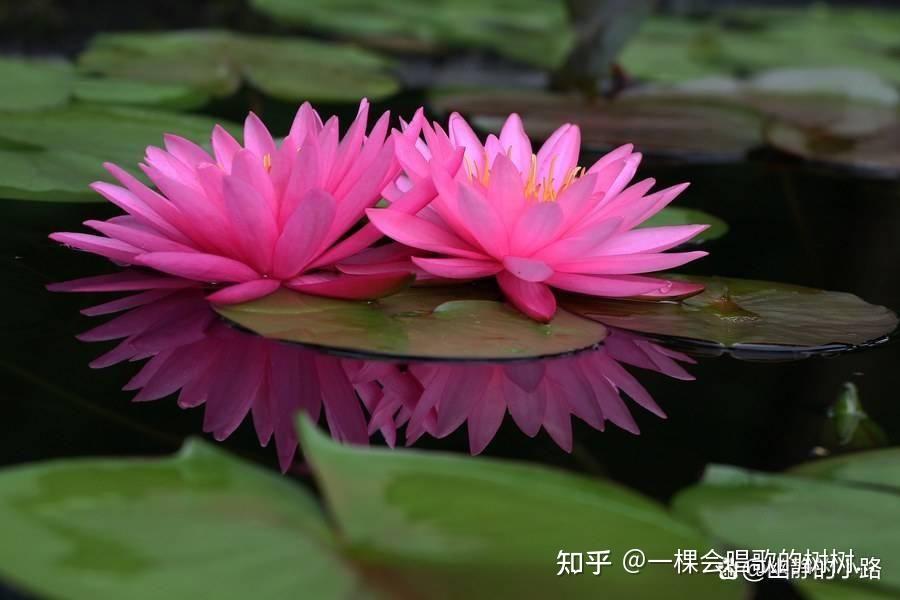 有哪些花是晚上盛开的? - 知乎