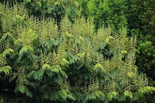 新能油生物—“炼油树”油楠植物非试管高效快繁技术快速繁殖油楠 - 知乎