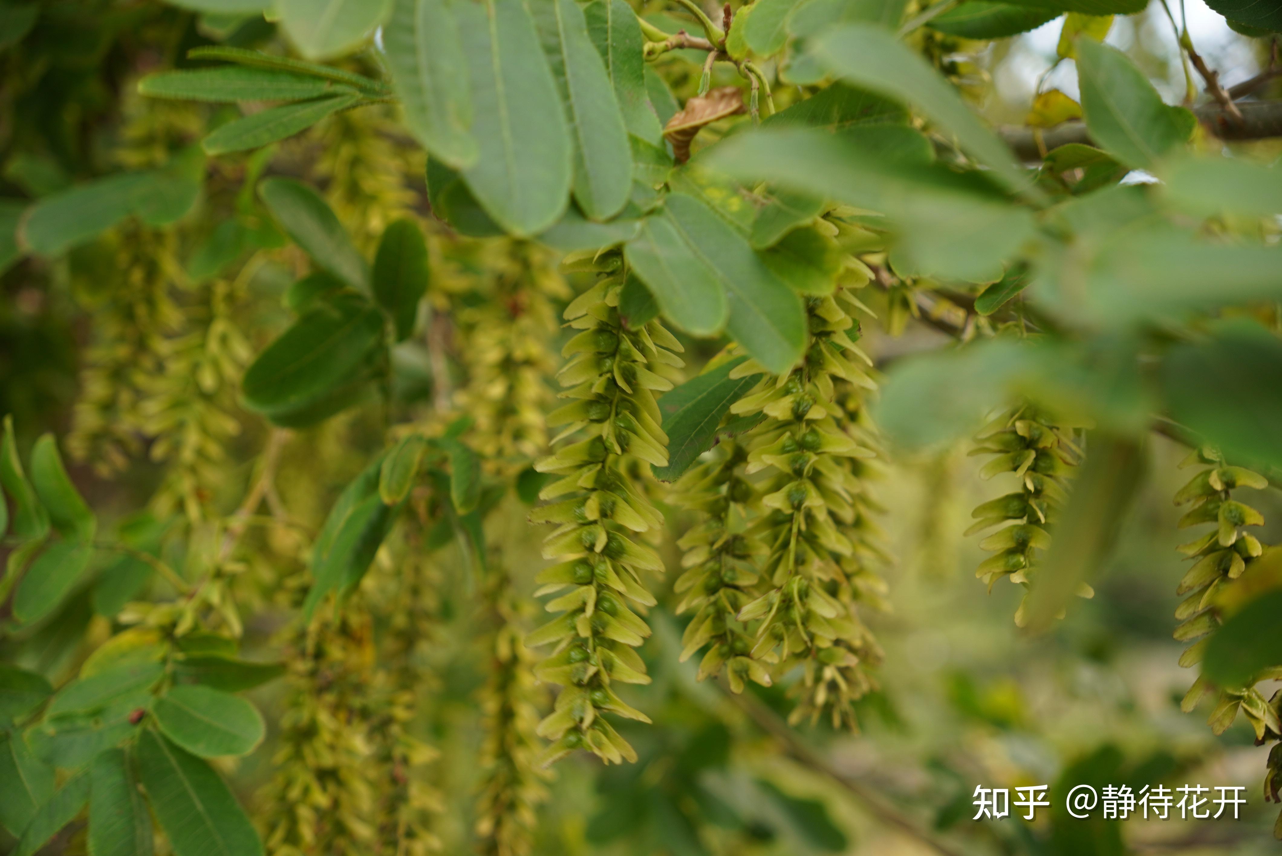枫杨是一种什么样子的植物? - 知乎