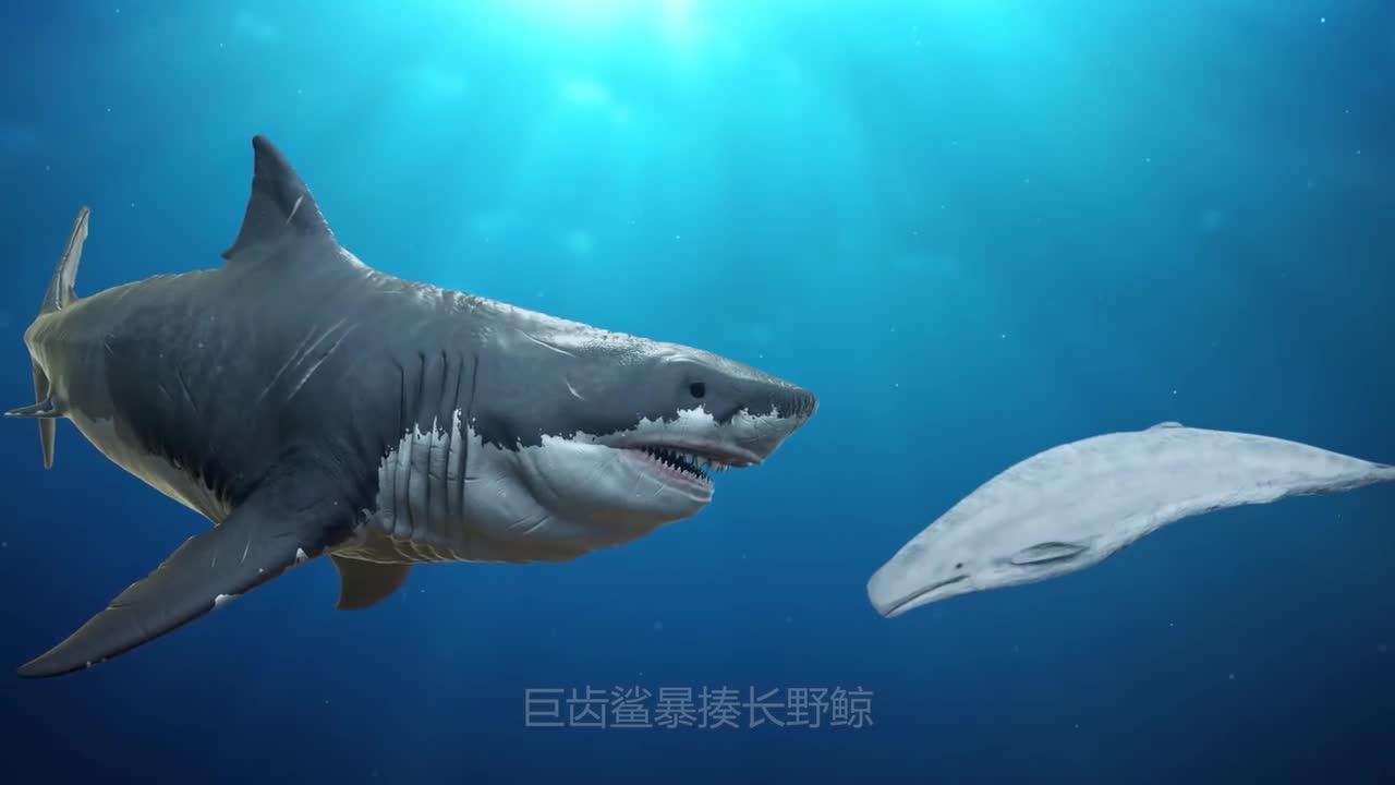 沧龙和巨齿鲨哪个厉害? - 知乎
