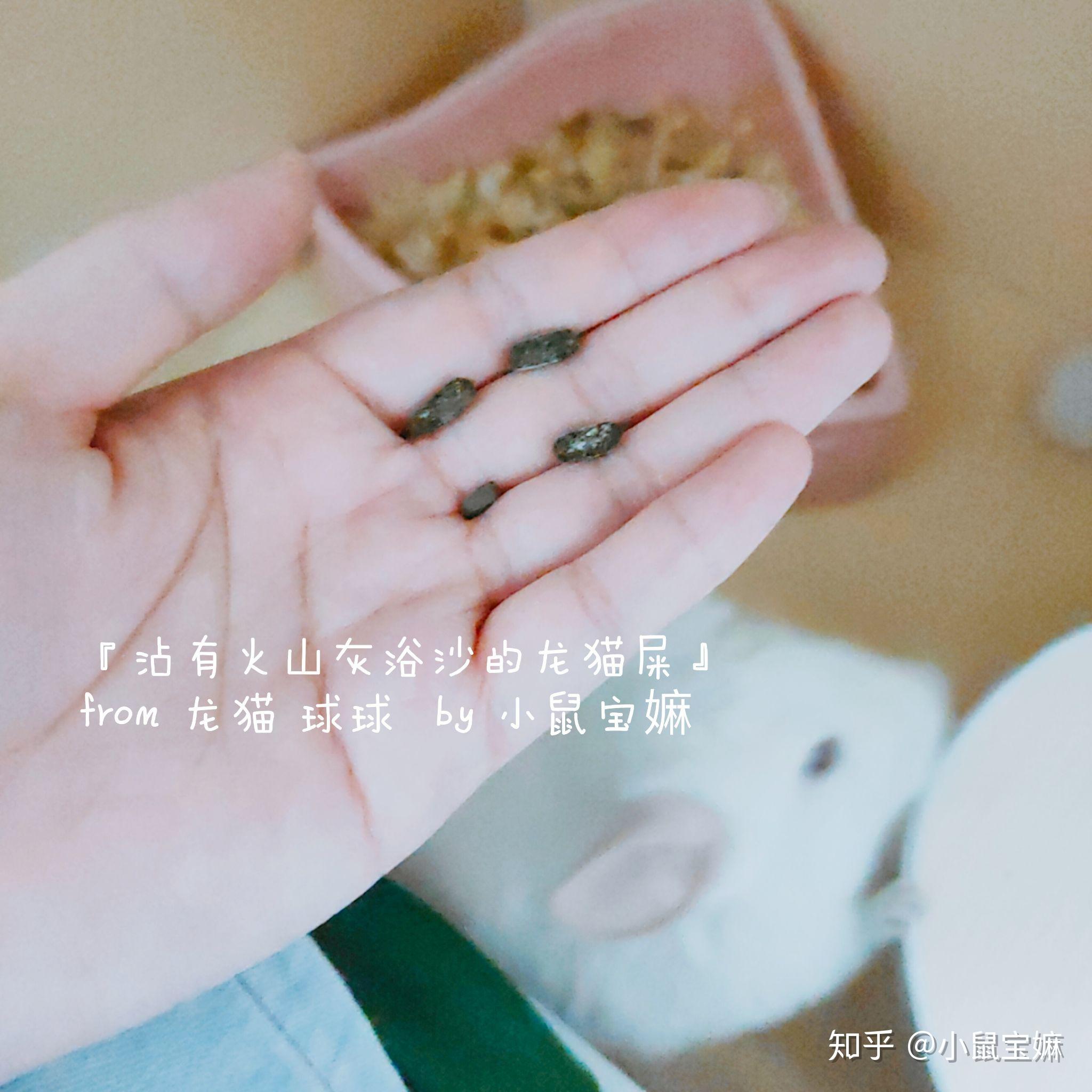 健康龙猫的便便是什么样的