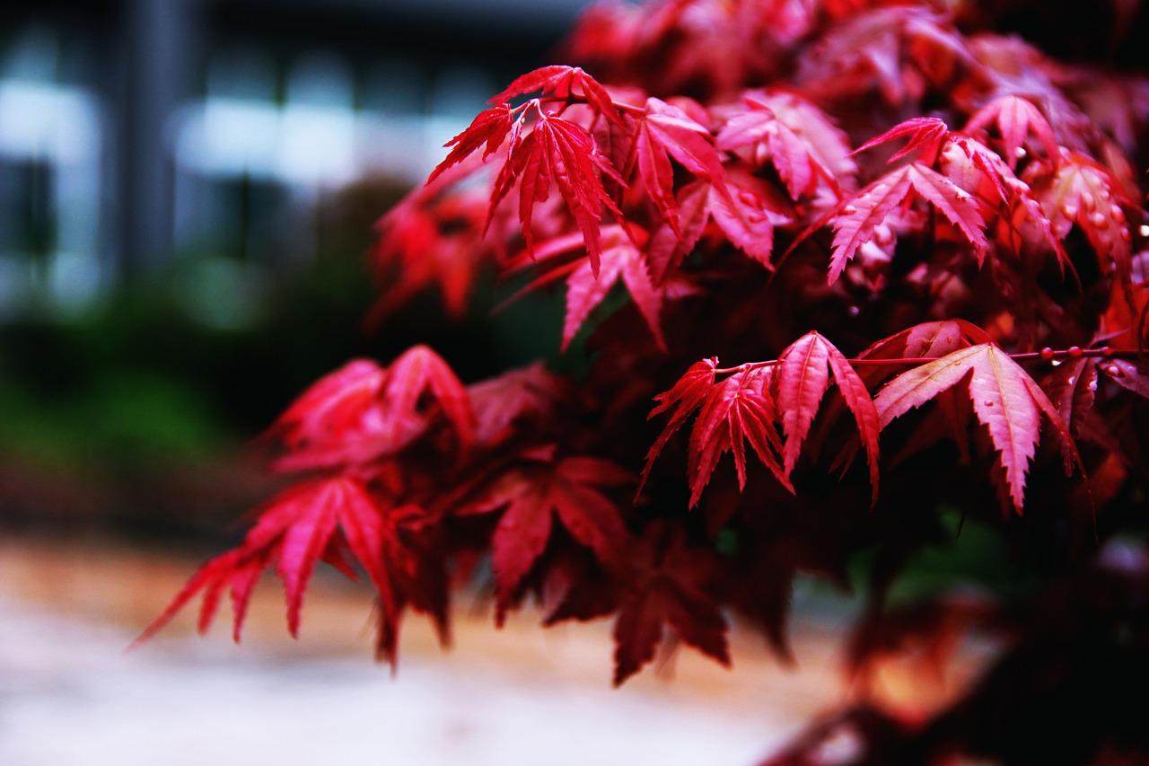 4. 桔红与互补色