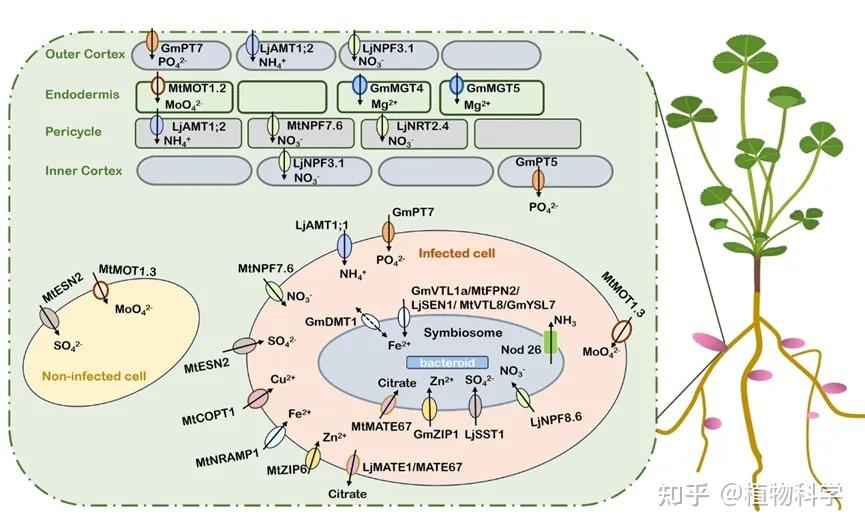 兰州大学刘建全教授团队综述营养依赖性调控豆科植物共生固氮的研究进展 - 知乎