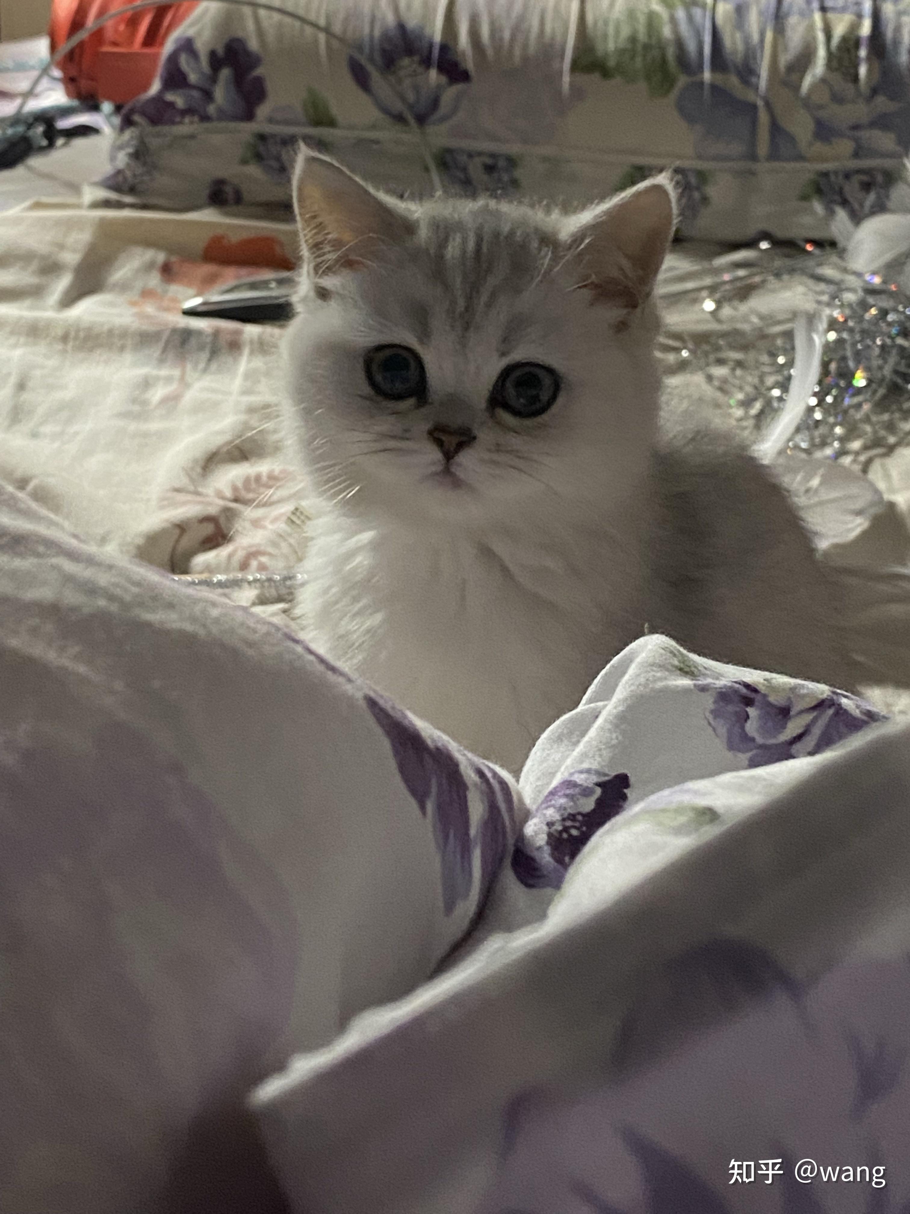 我在宠物店买的银渐层母猫 将近三个月 这个猫 以后会变圆脸吗?