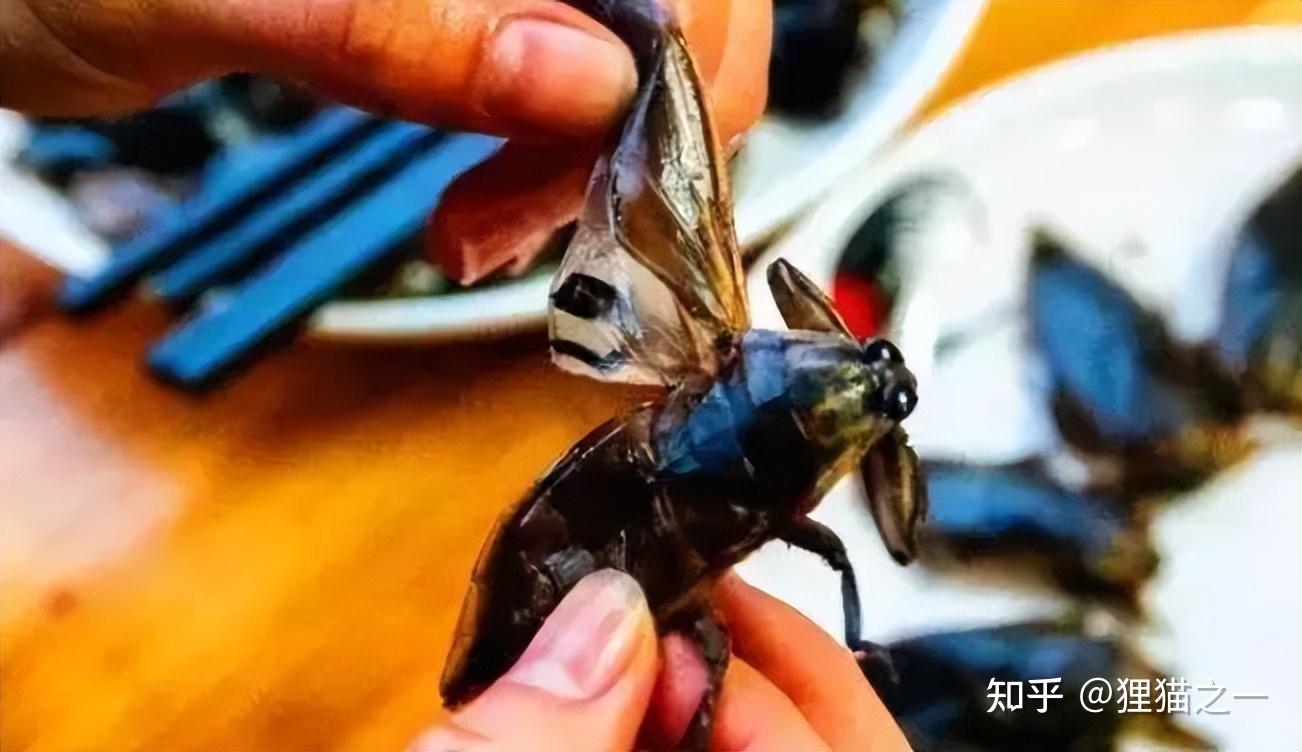 号称“水中恶霸”的田鳖，能把人脚趾头咬烂！如今却变昂贵美食？ - 知乎