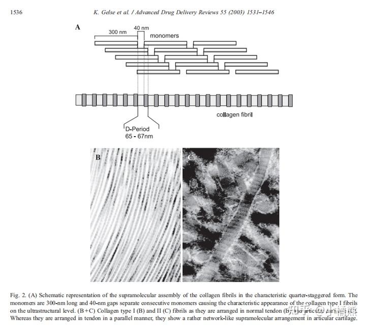 collagens-structure,function,and biosynthesis(胶原蛋白的结构,功能和生物合成) - 知乎